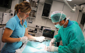 operace_v_mobilnim_veterinarnim_pracovisti.jpg